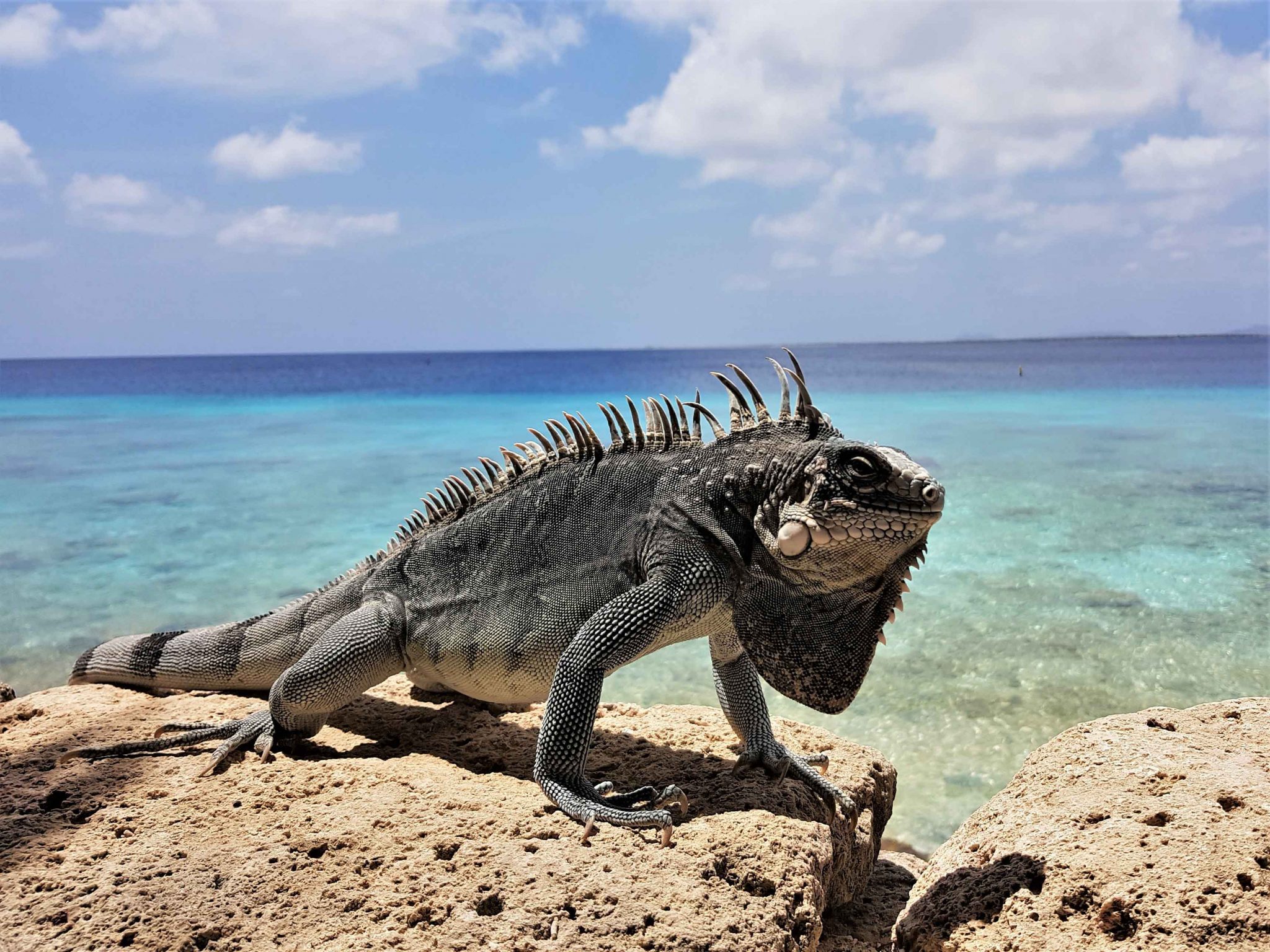 îles aux iguanes guadeloupe