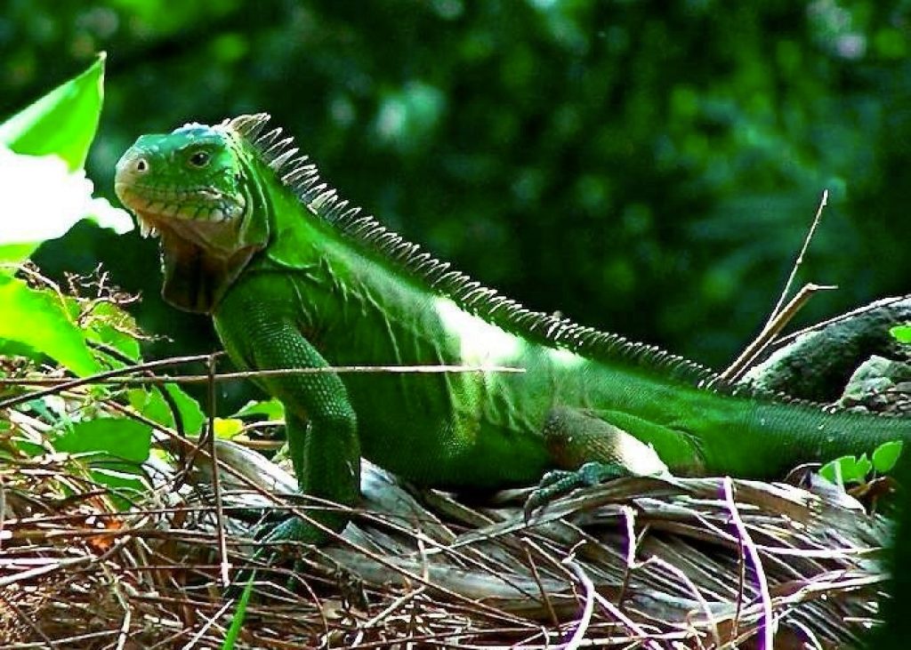 L'iguana delicatissima, l'espèce endémique de la Martinique Iguane Martinique